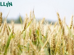 Аграрии в этом году соберут 65-75 млн т зерна, - прогноз