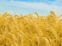 Украина подскочила в мировом рейтинге аграрного экспорта (ИНФОГРАФИКА)
