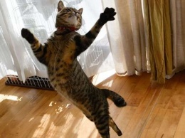 Пушистый хореограф: социальные сети покорил танцующий кот (ВИДЕО)