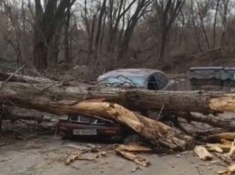 В Кривом Роге упавшее дерево раздавило легковой автомобиль