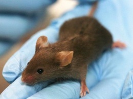 Ученые с помощью стволовых клеток вылечили мышей от диабета