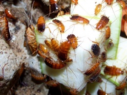 Тараканье царство: в Запорожье жильцы судятся с соседями, которые разводят насекомых