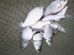В Ставропольском крае увеличилось производство рыбы