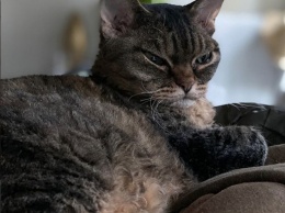 Вот это зверь - всем оставаться на местах: интернет покорило фото кошки с необычной мордочкой