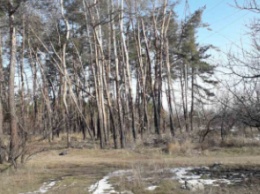 Днепряне требуют сохранить лес на ж/м Северный