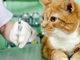 В мэрии рассказали, когда и где можно будет вакцинировать домашних животных в Харькове