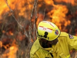 В Австралии из-за пожаров полностью исчез один из видов животных