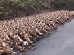 «Армия» из 100 тысяч уток отправится из Китая в Пакистан - чтобы бороться с нашествием саранчи (ВИДЕО)