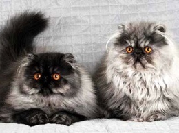 Капризные и болезненные: ТОП-3 породы необычных кошек