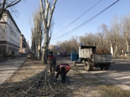 Как получить разрешение на кронирование и снос дерева - объяснили в «АКВИ-БУД»