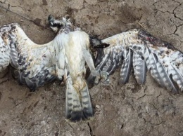 В Краснодарском крае массово гибнет птица, и это может стать опасным для человека