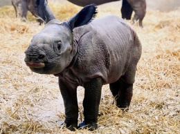 В зоопарке Денвера родился долгожданный детеныш носорога (фото)