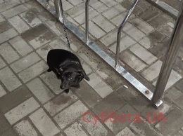 Ночью маленькую собаку привязали возле супермаркета в Запорожье и бросили (ФОТО)