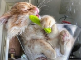Фотограф постит снимки беззаботной жизни своего кота, и пушистому просто нельзя не позавидовать (фото)