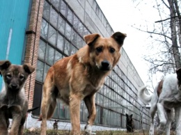 Зоозащитники бьют тревогу: в Украине собираются истребить всех бездомных собак. Детали петиции
