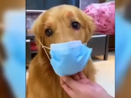 В Гонконге коронавирус обнаружили у собаки