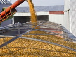 Аналитики прогнозируют рекордное мировое производство пшеницы в 2020-2021 году