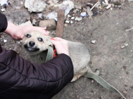 В Вольногорске спасатели освободили щенка