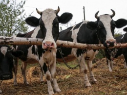 Правительство планирует давать по 5 тысяч на корову по программе поддержки фермеров