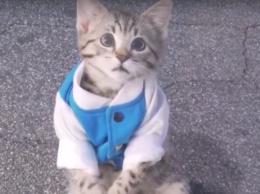 Такое не каждому под силу: в сети смеются над курьезным фото трудоустроенного кота