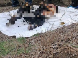 Жестокое убийство девушки в Харькове: «копы» ищут свидетелей преступления, - ФОТО
