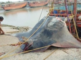 В Индии поймали редкую рыбу весом 900 кг (видео)