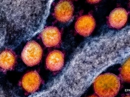 Ученые заявили о мутации коронавируса