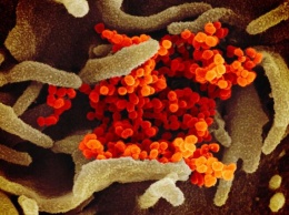 Ученые рассказали о мутациях нового коронавируса