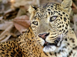 Леопард-людоед посеял панику в деревне