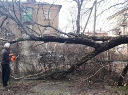 В Мариуполе 15-ое дерево угрожало детям,- ФОТО