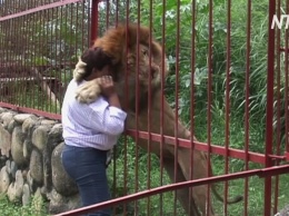 В Колумбии во второй раз спасают "целующегося льва" (видео)