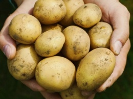 Диетолог рассказал, как повысить метаболизм с помощью картофеля