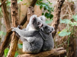 Защитники животных считают, что коалы в Автралии под угрозой исчезновения