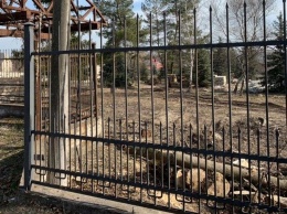 В Запорожье на Великом Лугу фирма бизнес-партнеров Кальцева начала проводить незаконную вырубку деревьев
