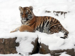 Краснокнижные тигры в Одессе обзавелись потомством (ФОТО, ВИДЕО)