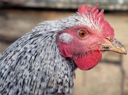 В ЕБРР одобрили новую маркировку курятины "без антибиотиков"