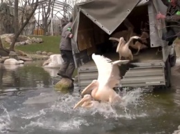 В зоопарке на озеро вернулись пеликаны (видео)