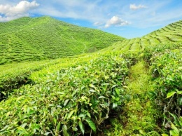 Поручения президента защитят плантации чая на Кубани от застройщиков