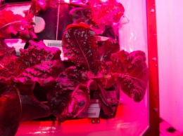 Астронавты NASA успешно вырастили съедобные растения в космосе