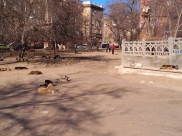 Стая собака прописалась возле калитки детсада в центре города Николаева