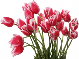Праздник 8 марта: какие цветы ни при каких обстоятельствах не стоит дарить женщинам