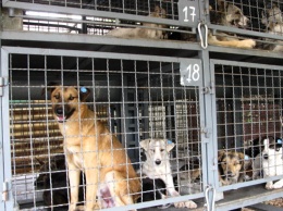 В Якутске в пункте передержки убиты десятки собак и кошек