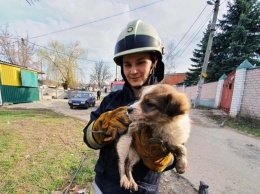 В Днепре спасли щенка из канализационного колодца, - ФОТО