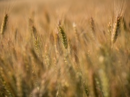 Эксперт рассказал, как теплая зима повлияет на качество озимой пшеницы