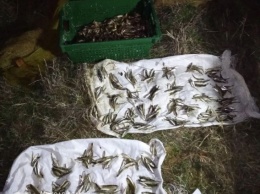 В Днепровско-Бугском лимане поймали браконьеров, которые бреднем натягали тысячи мелких рыбешек
