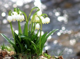 Вслед за шафранами на Закарпатье массово расцвели белоцветы