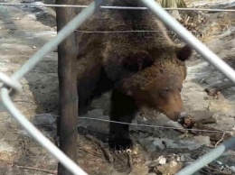 В Галицком заповеднике проснулись медведи и съели первый завтрак