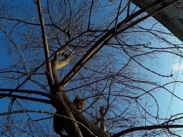 В центре Днепра спасатели помогли напуганному коту спуститься с дерева