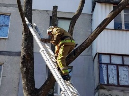 В центре Днепра проводили операцию по спасению пушистого