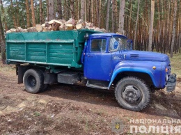 Незаконные вырубки в Октябрьском лесхозе: подозревают еще четырех человек